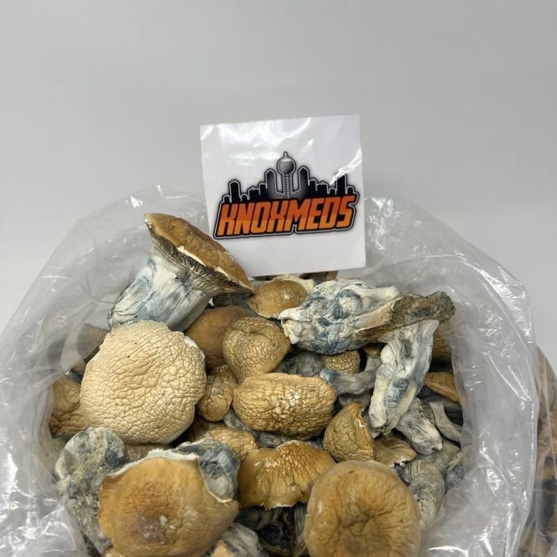 Where to Buy Golden Teacher “Looking for where to buy Golden Teacher mushrooms? Discover this popular strain known for its balanced potency, spiritual insights, and beginner-friendly effects