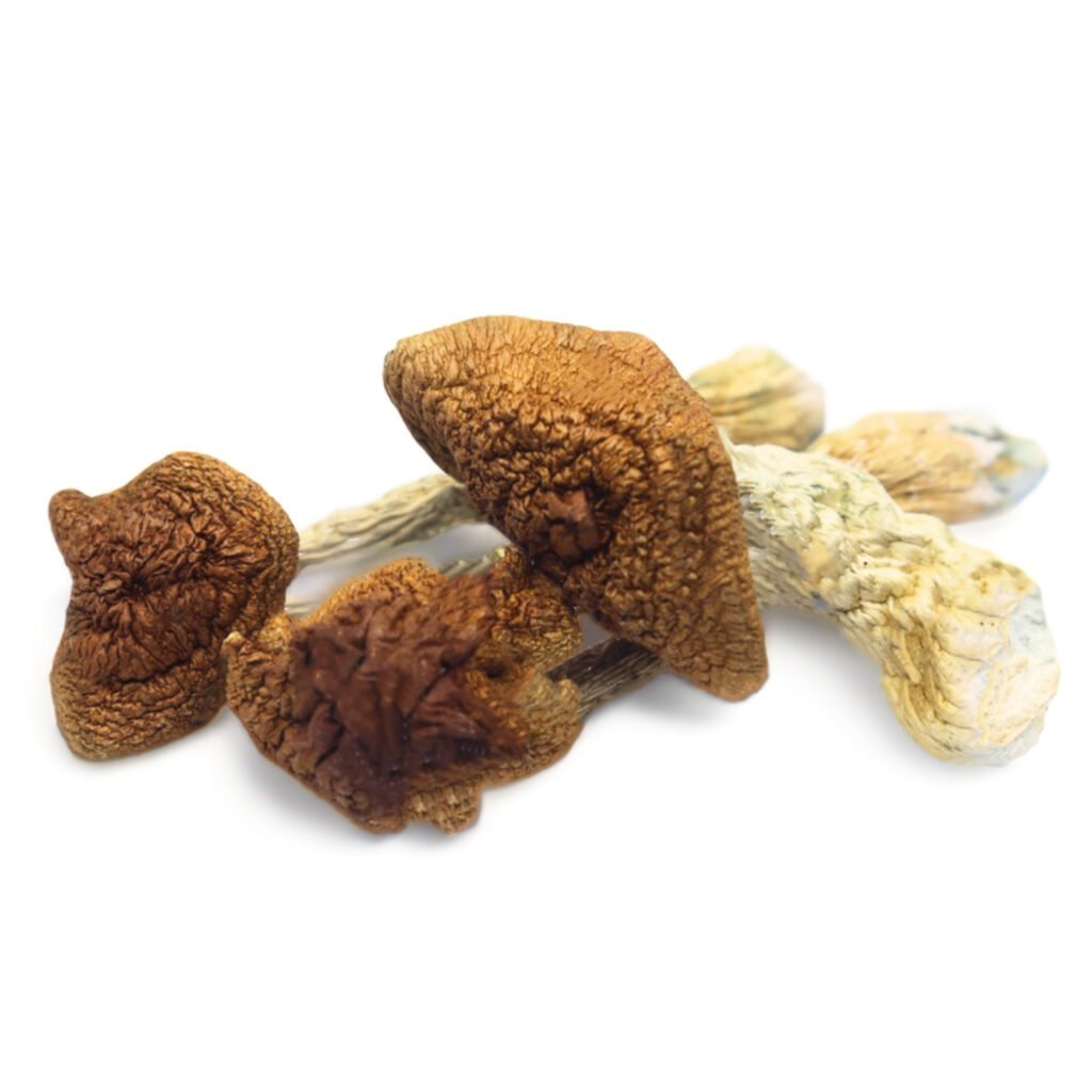 Mazatapec Magic Mushrooms